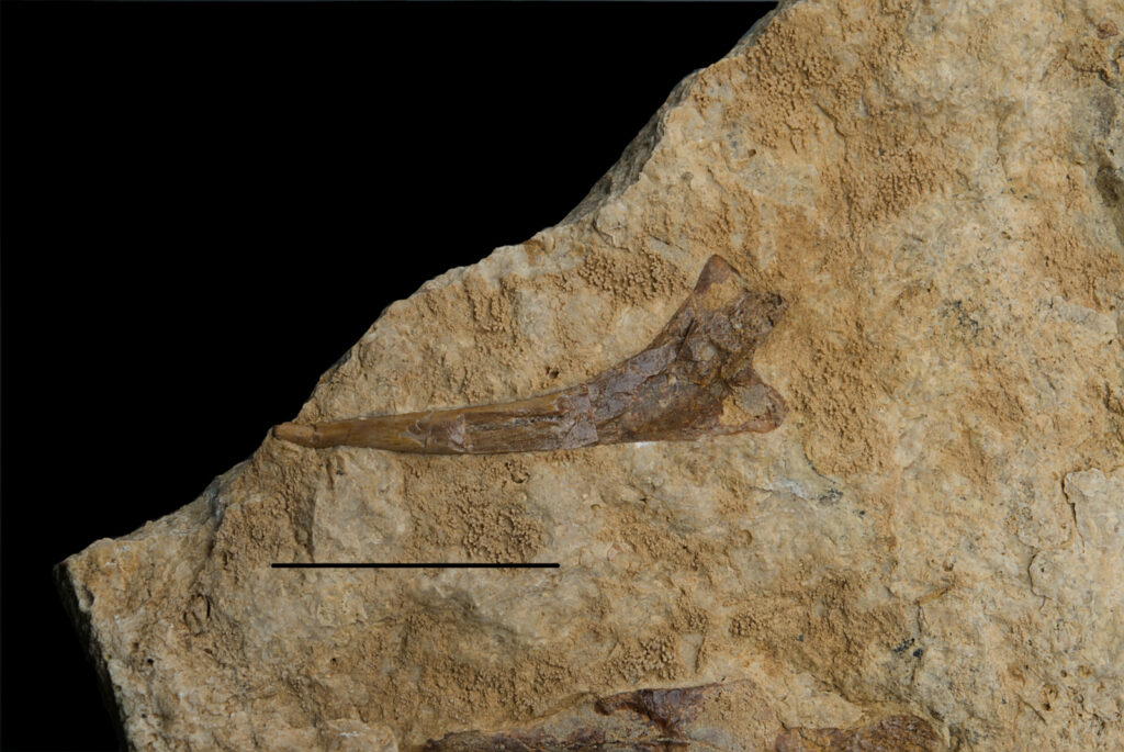Counterpart of Reptilia indet. cervical rib. Scale bar 20mm. Photo B. Rodek