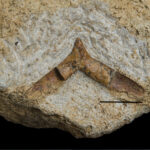 Reptilia indet. medial gastralium. Lower Muchelkalk or Upper Roeth. Upper Silesia, Poland. Photo B. Rodek