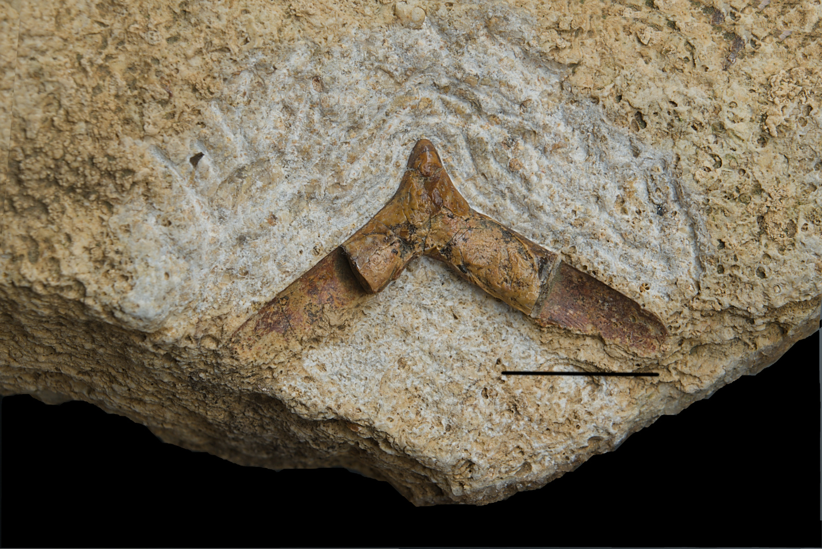 Reptilia indet., medial gastralium, 23/LMK?