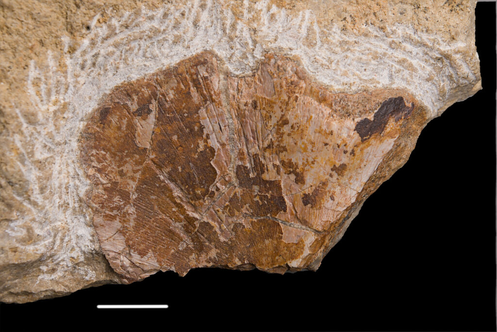 Sauropterygia indet., probable coracoid fragment. Scale bar: 10mm