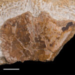 Sauropterygia indet., probable coracoid fragment. The cross-section along the right edge ofthe specimen. Scale bar: 10mm