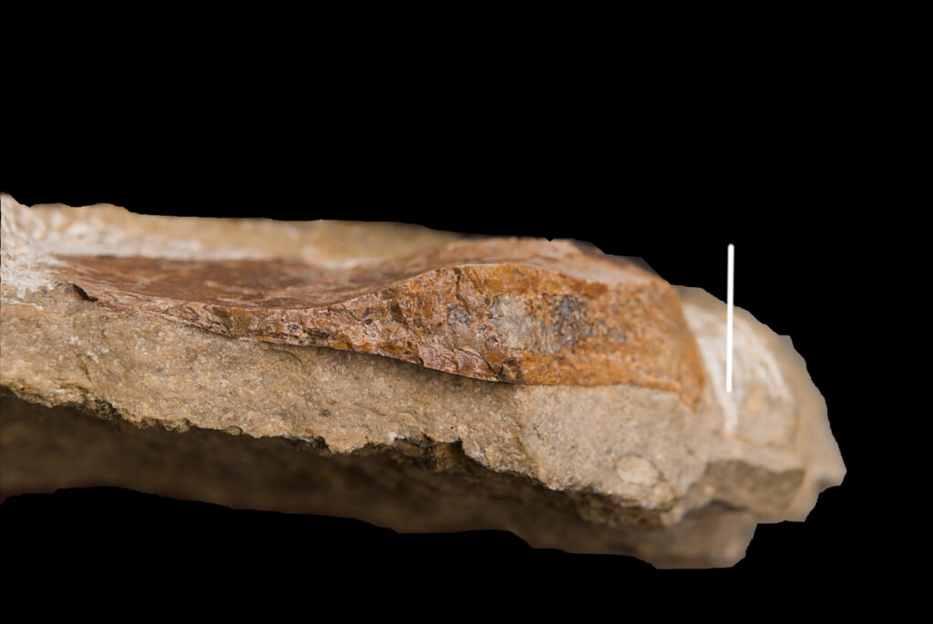 Sauropterygia indet., probable coracoid fragment. The cross-section along the lower edge. Scale bar: 10mm. Photo B. Rodek