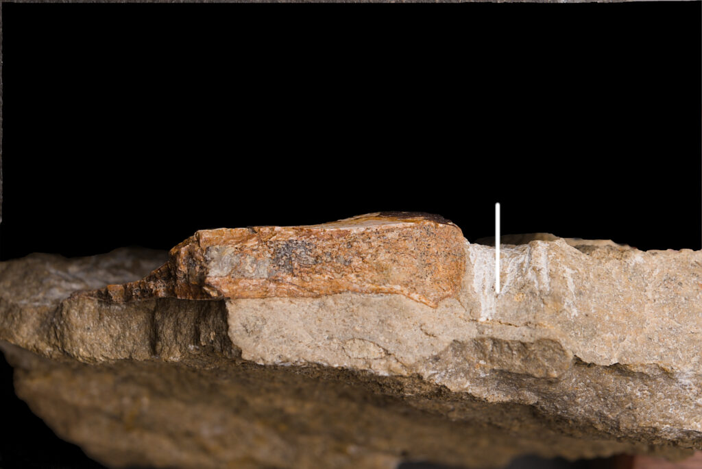 Sauropterygia indet., probable coracoid fragment. The cross-section along the right edge ofthe specimen. Scale bar: 10mm