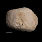 Germanonautilus sp. cf. dolomiticus. Middle Triassic, Lower Muschelkalk, Upper Silesia, Poland. Photo B. Rodek