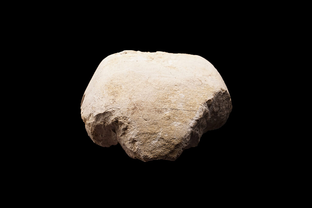 Germanonautilus cf. dolomiticus. Anterior view. Photo B. Rodek