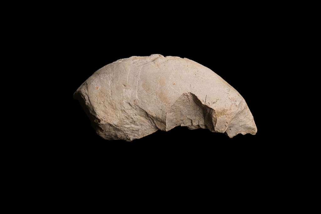 Germanonautilus cf. dolomiticus. Right lateral  view. Photo B. Rodek