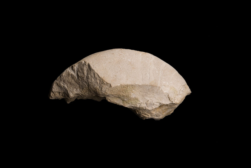 Germanonautilus cf. dolomiticus. Left lateral  view. Photo B. Rodek