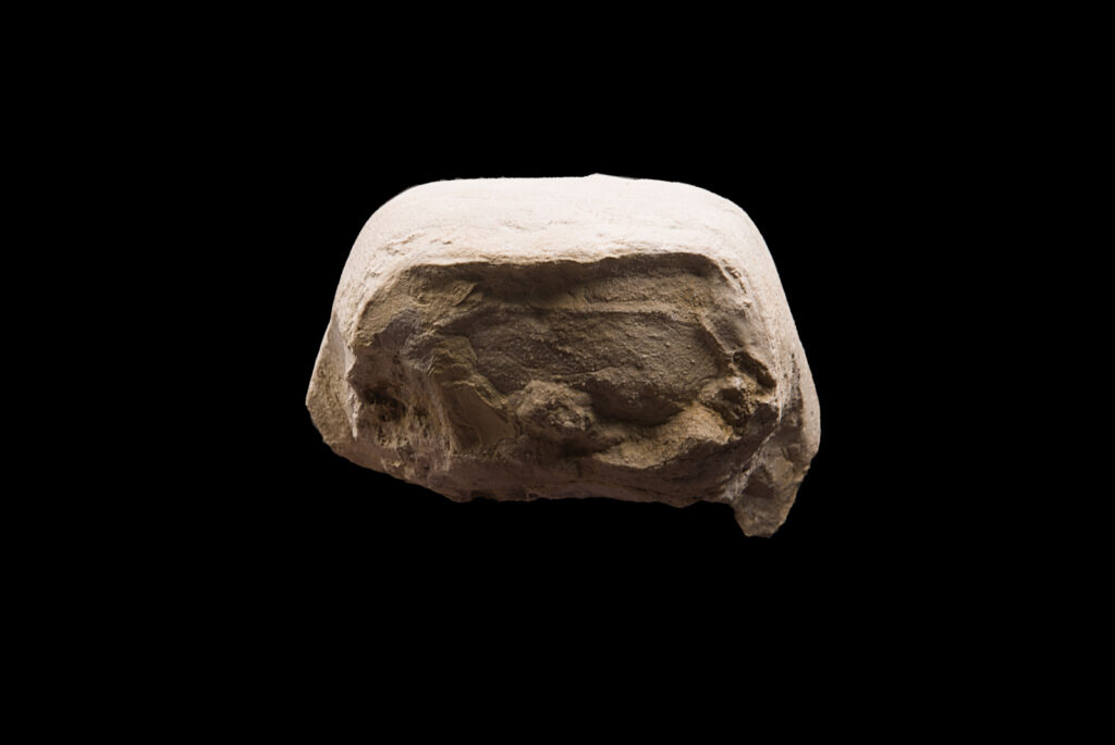Germanonautilus cf. dolomiticus. Posterior view. Photo B. Rodek