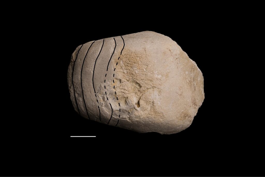 Germanonautilus sp. cf. dolomiticus. Sutures. Photo B. Rodek