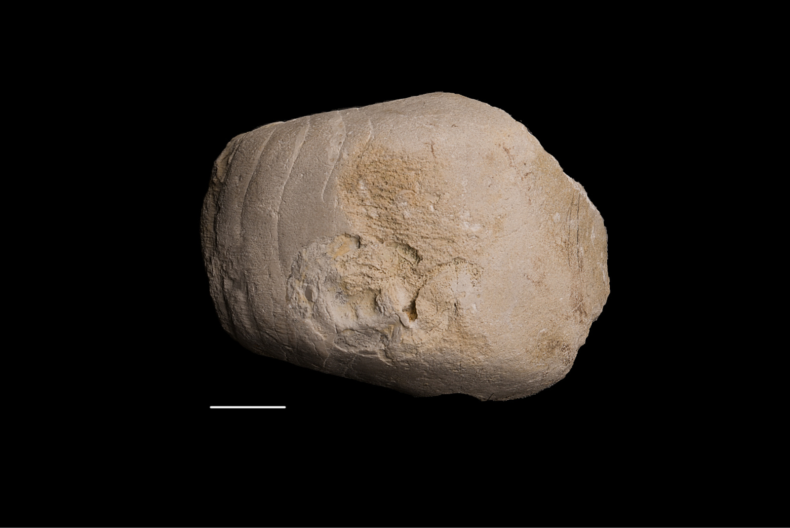 Germanonautilus cf. dolomiticus, 36/LMK
