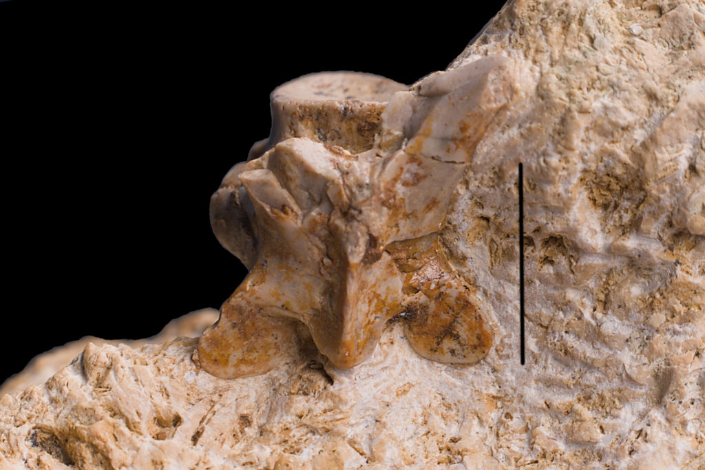 Eosauropterygia indet. cf. Nothosaurus, cervical vertebra. Dorsal view. Scale bar 10mm