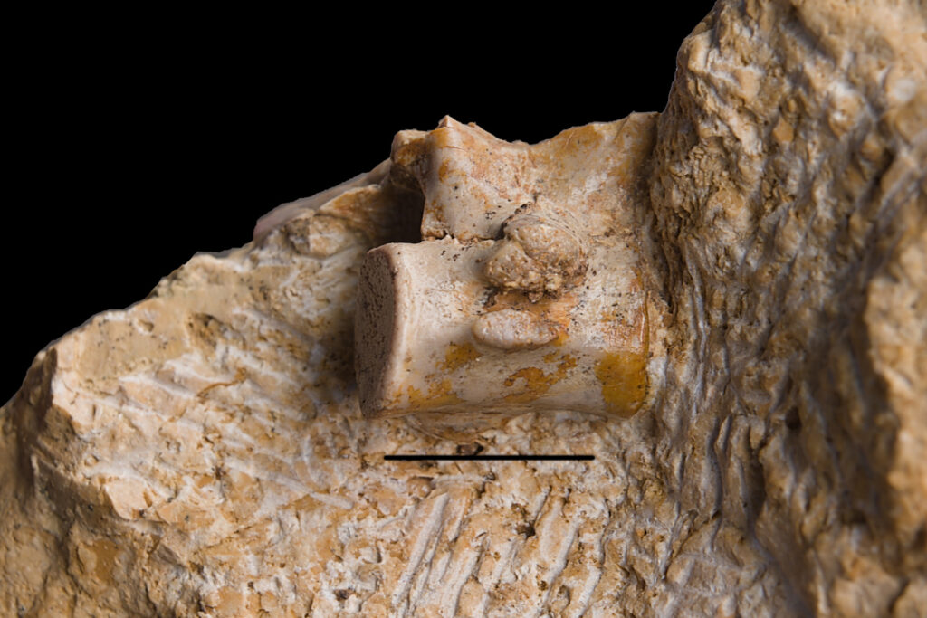Eosauropterygia indet. cf. Nothosaurus, cervical vertebra. Left lateral view. Scale bar 10mm