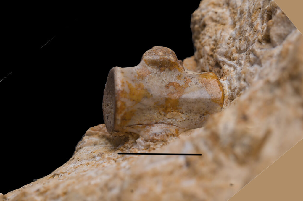 Eosauropterygia indet. cf. Nothosaurus, cervical vertebra. Ventral view. Scale bar 10mm