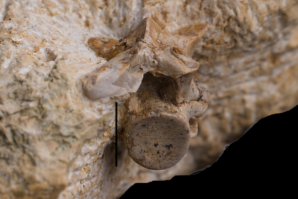 Eosauropterygia indet. cf. Nothosaurus, cervical vertebra. Posteroanterior view. Scale bar 10mm