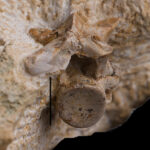 Eosauropterygian indet. cervical vertebra. Middle Triassic, Anisian. Upper Siliesia, Poland. Photo B. Rodek