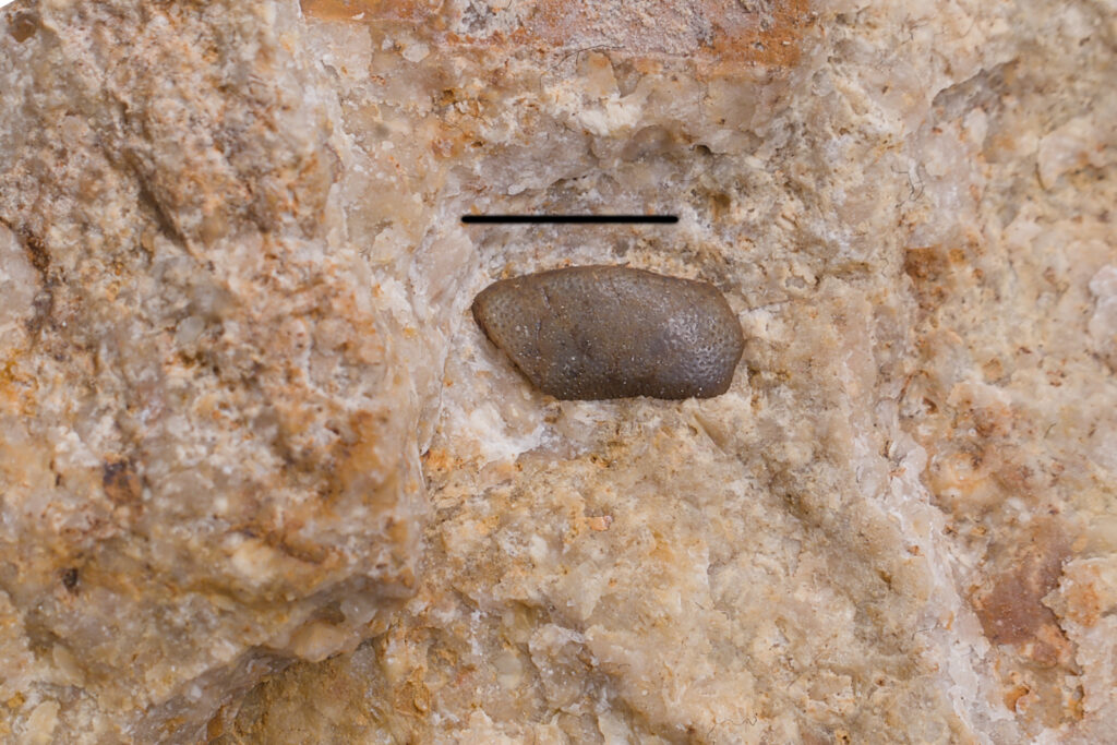 Palaeobates angustissimus, lateral tooth. Lower Muchelkalk (Middle Triassic, Anisian), Upper Silesia, Poland