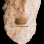 Palaeobates angustissimus tooth crown. Lower Mushelkalk (Middle Triassic, Anisian), Upper Silesia, Poland. Photo B. Rodek