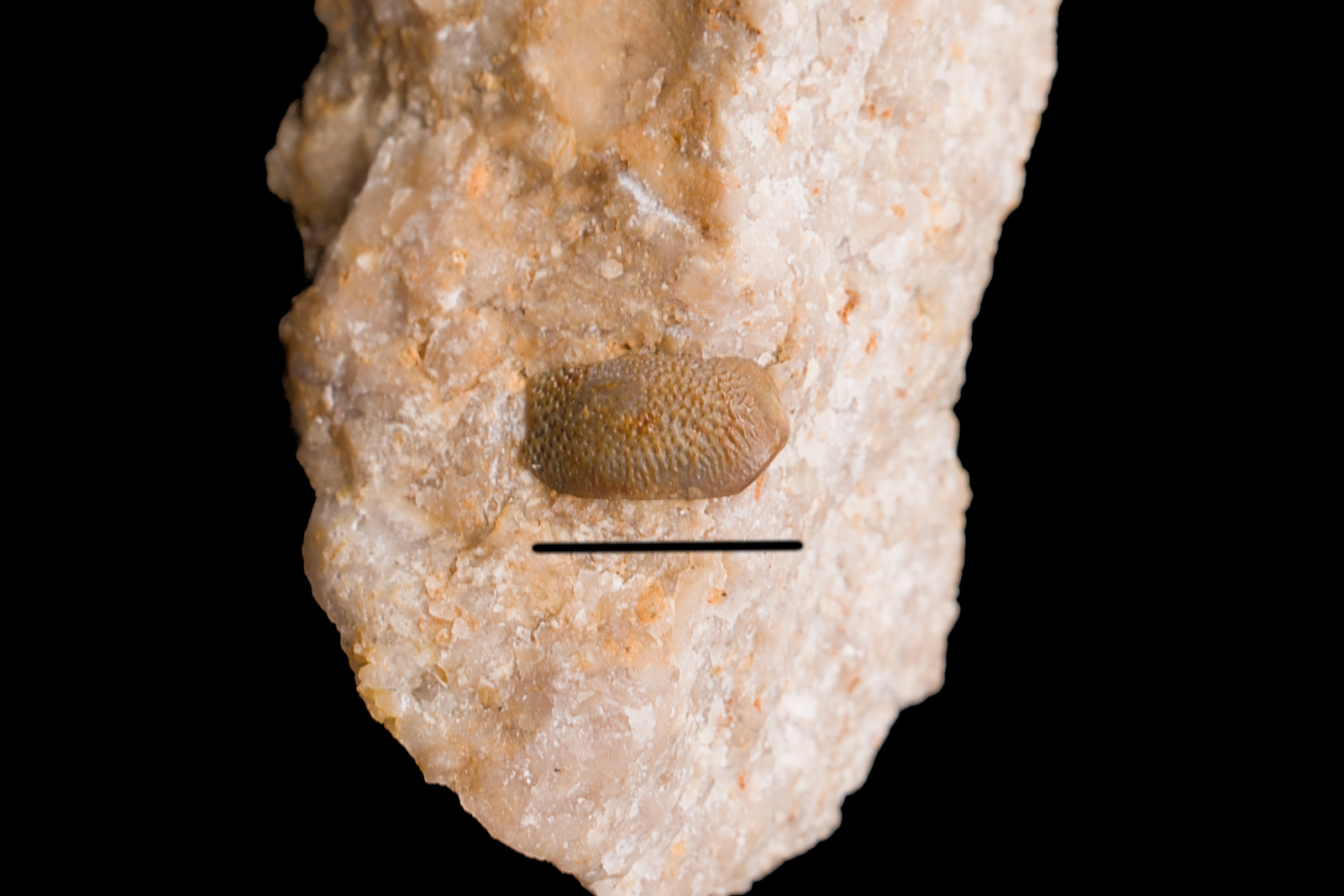 Palaeobates angustissimus, teeth, LMK/28 LMK/29