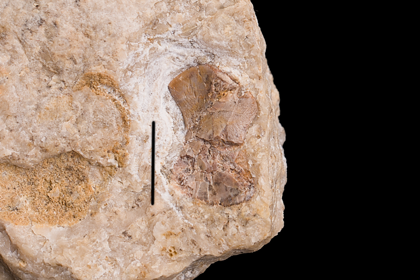 Sauropterygia indet. cf. Pachypleurosauria, pubis, 30/LMK