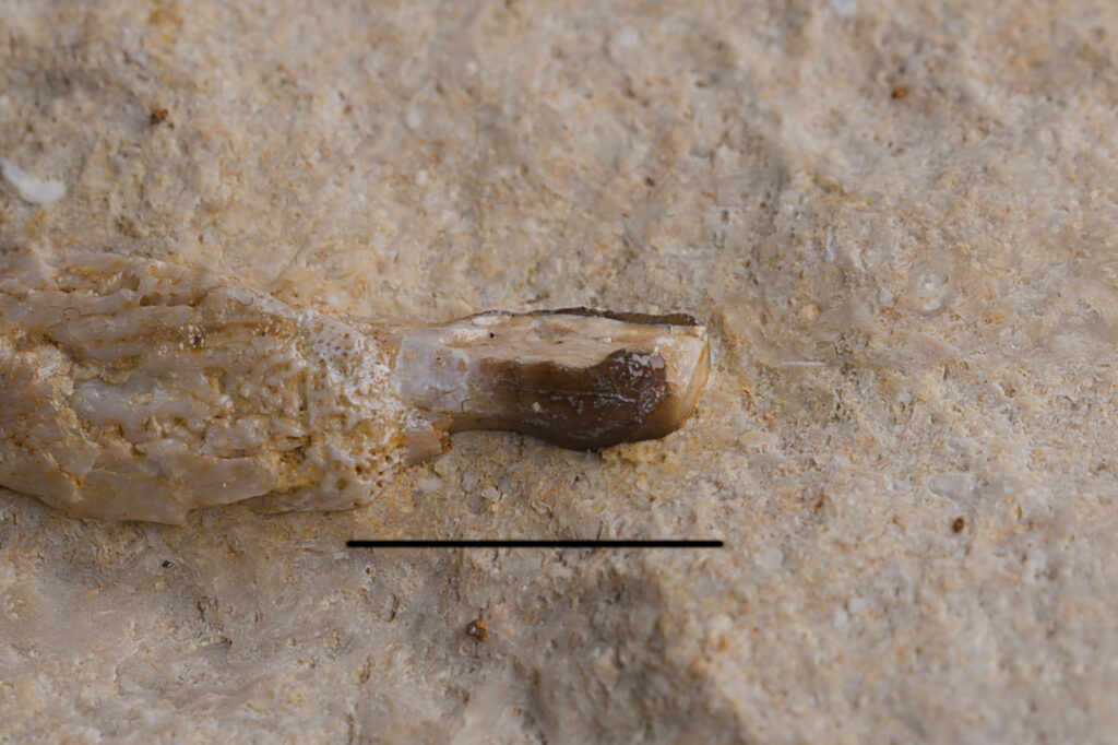 Placodontia indet., ?premaxilla fragment. Tooth closeup. Scale bar: 10mm