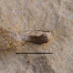 Placodontia indet., ?premaxilla fragment. Middle Triassic, Anisian. Upper Silesia, Poland. Photo B. Rodek