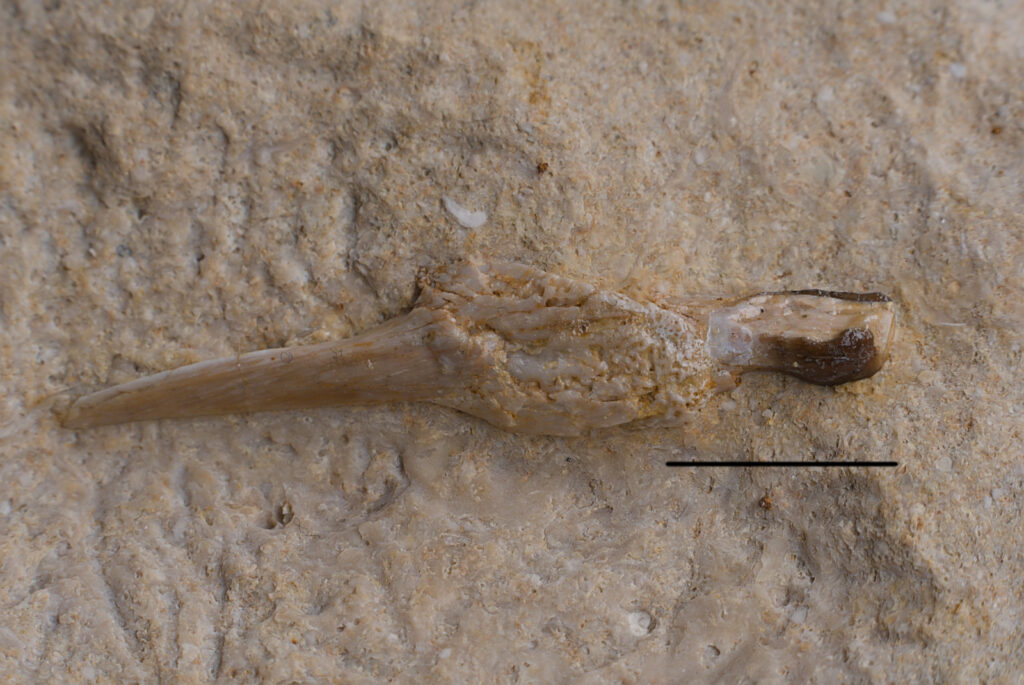 Placodontia indet., ?premaxilla fragment with tooth. Scale bar: 10mm