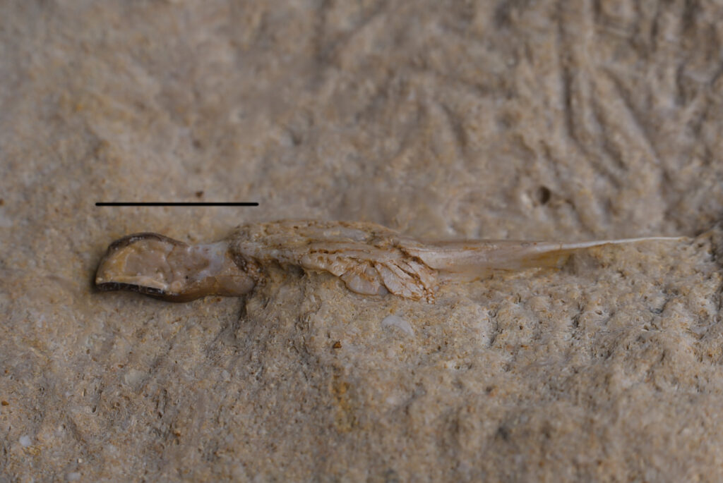 Placodontia indet., ?premaxilla fragment with tooth. Scale bar: 10mm