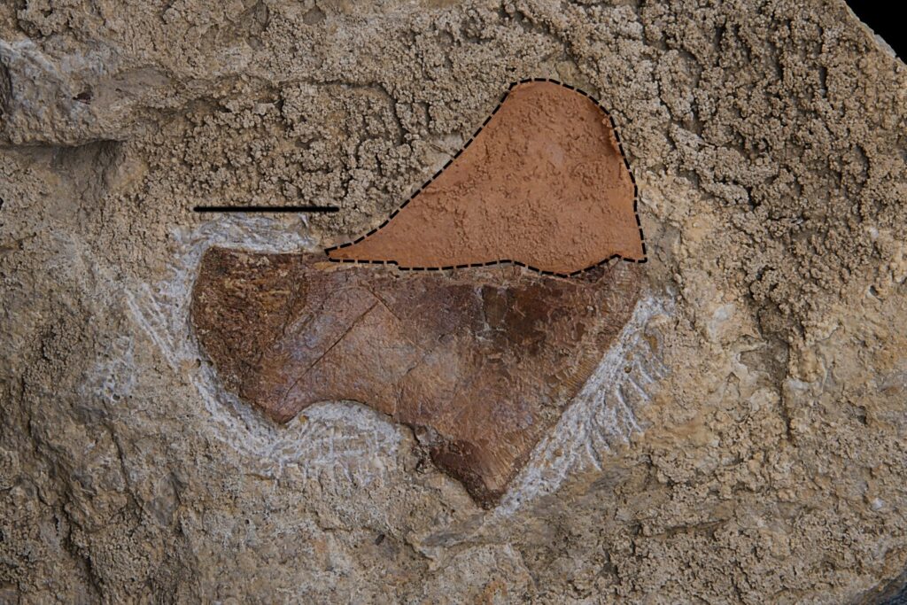 Eosauropterygia indet., ischium - reconstruction. Scale bar: 20 mm. Upper Röt or Lower Muschelkalk. Upper Silesia, Poland. Photo B. Rodek
