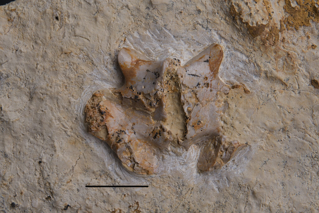 Eosauropterygia indet, vertebra; neural arch. Lower Muschelkalk (Middle Triassic, Anisian). Upper Silesia, Poland. Photo: B. Rodek