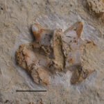 Eosauropterygia indet, vertebra; neural arch. Lower Muschelkalk (Middle Triassic, Anisian). Upper Silesia, Poland. Photo: B. Rodek