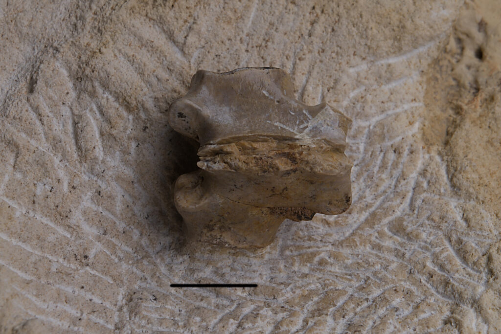 Eosauropterygia indet. dorsal vertebra neural arch. Dorsal view. Scale bar: 10 mm. Middle Triassic, Anisian, Upper Silesia, Poland. Photo B. Rodek