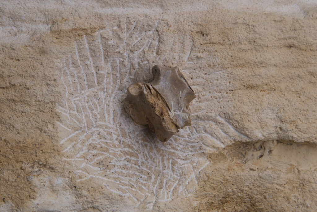 Eosauropterygia indet. dorsal vertebra neural arch. General view. Middle Triassic, Anisian, Upper Silesia, Poland. Photo B. Rodek