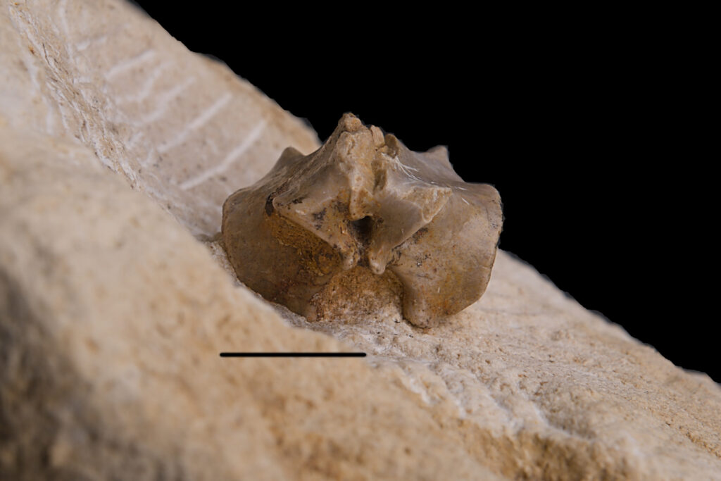 Eosauropterygia indet. dorsal vertebra neural arch. Anterior view. Scale bar: 10 mm. Middle Triassic, Anisian, Upper Silesia, Poland. Photo B. Rodek