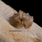 Eosauropterygia indet. cf. Nothosaurus, Dorsal vertebra neural arch. Anterior view. Photo B.Rodek