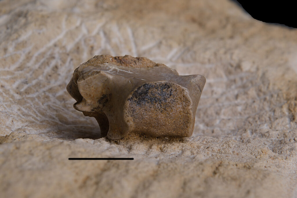Eosauropterygia indet. dorsal vertebra neural arch. Lateral left view. Scale bar: 10 mm. Middle Triassic, Anisian, Upper Silesia, Poland. Photo B. Rodek
