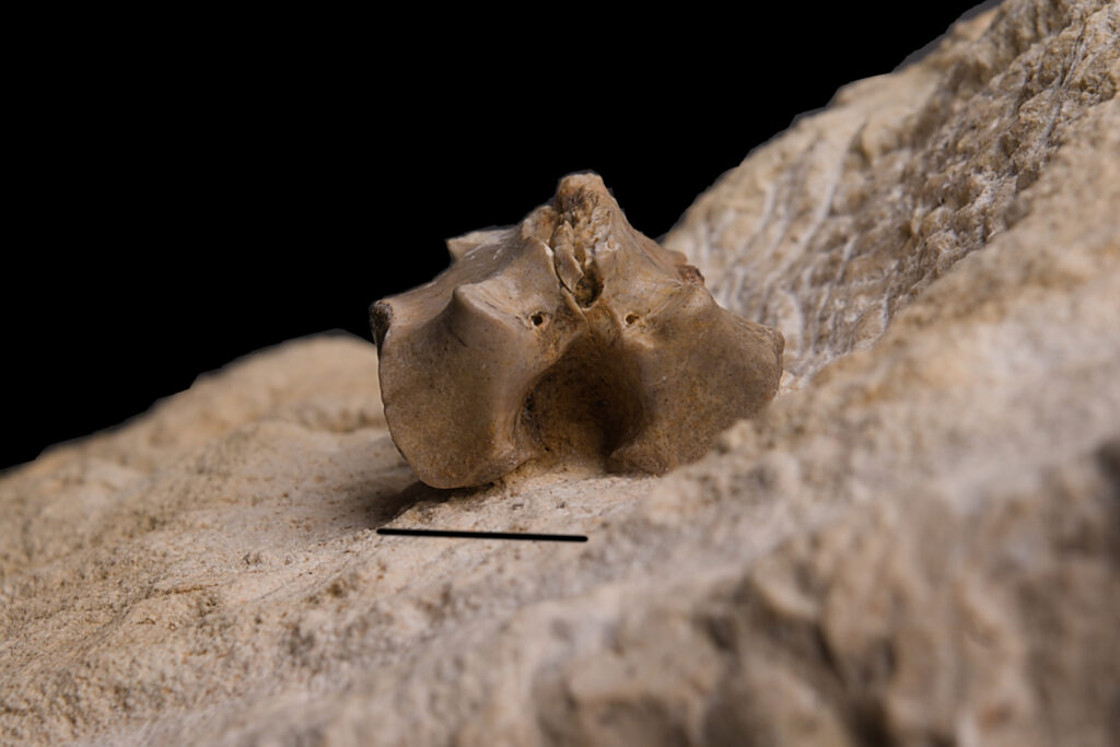 Eosauropterygia indet. dorsal vertebra neural arch. Posterior view. Scale bar: 10 mm. Middle Triassic, Anisian, Upper Silesia, Poland. Photo B. Rodek