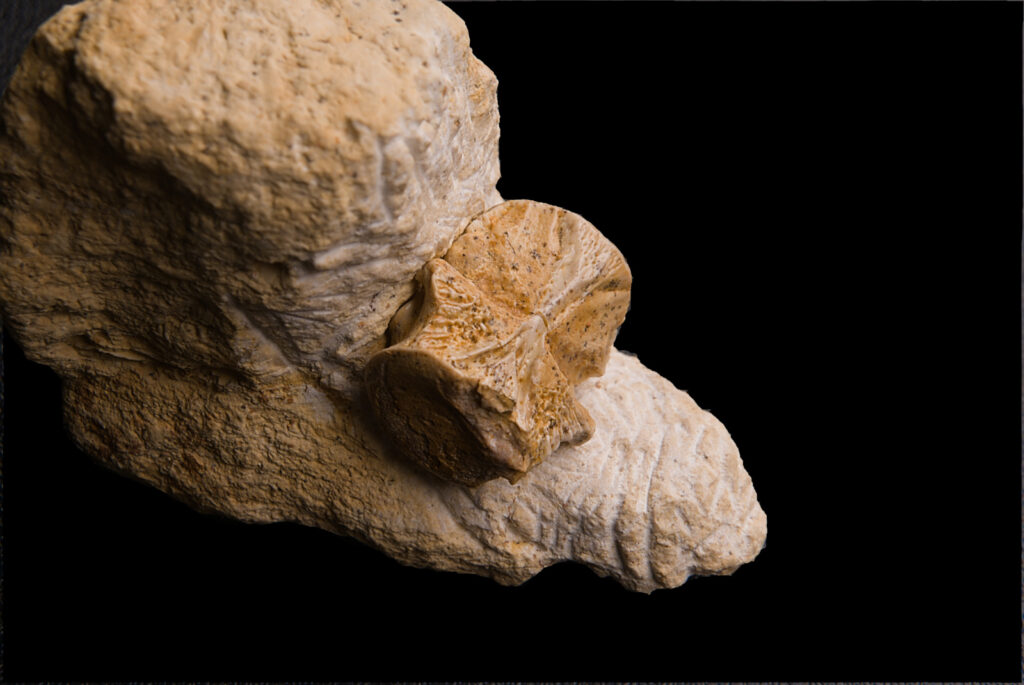 Eosauropterygia indet. cf.Nothosaurus, cervical vertebra centrum. Anteriror view. Scale bar: 5 mm.