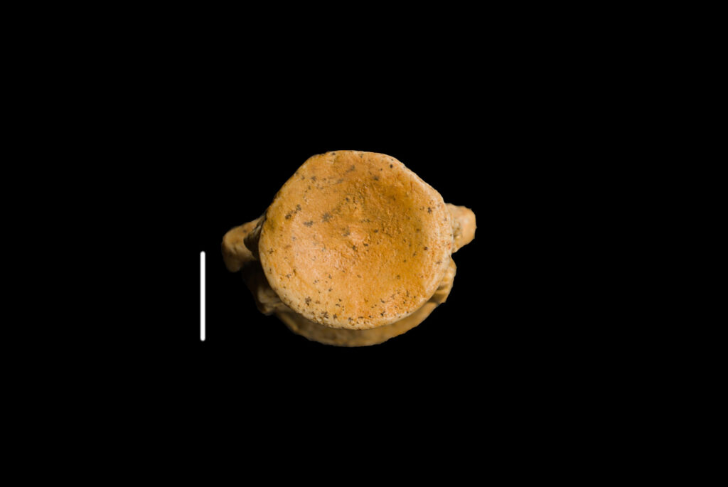 Eosauropterygia indet., cervical vertebra centrum. Anterior view. Scale bar: 5 mm. Photo B. Rodek.