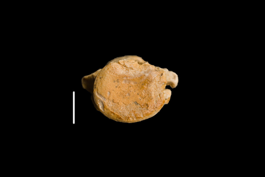 Eosauropterygia indet., cervical vertebra centrum. Posterior view. Scale bar: 5 mm. Photo