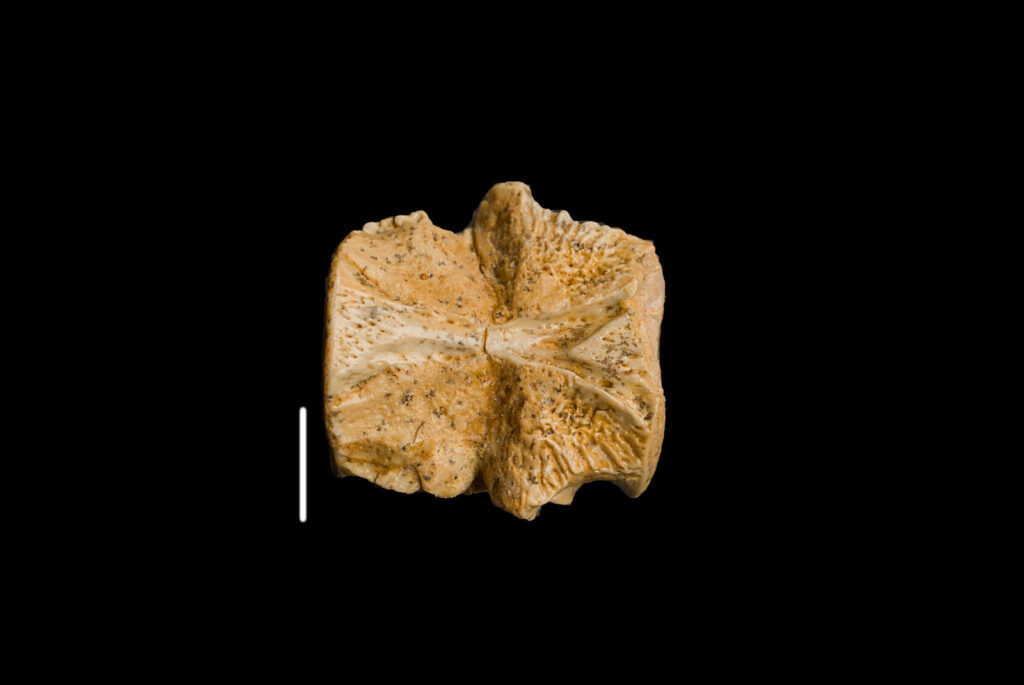 Eosauropterygia indet., cervical vertebra centrum. Dorsal view. Scale bar: 5 mm. Photo B. Rodek.