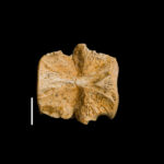 Eosauropterygia indet., cervical vertebra centrum. Middle Triassic, Anisian. Upper Silesia, Poland. Photo B. Rodek