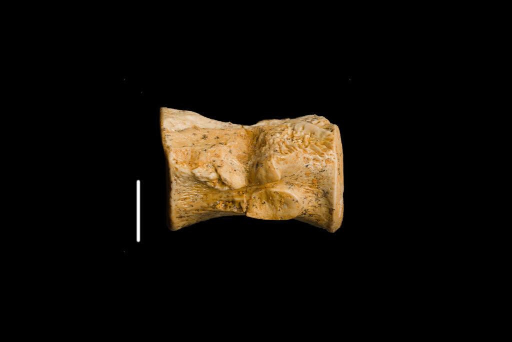 Eosauropterygia indet., cervical vertebra centrum. Left lateral view. Scale bar: 5 mm. Photo B. Rodek