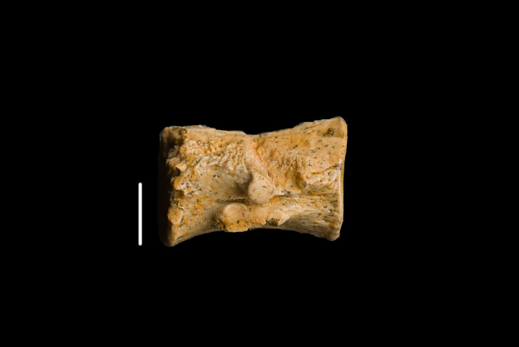 Eosauropterygia indet., cervical vertebra centrum. Right lateral view. Scale bar: 5 mm. Photo B. Rodek