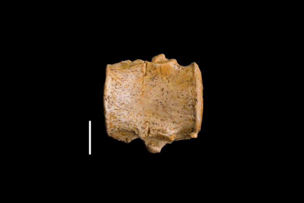 Eosauropterygia indet., cervical vertebra centrum. Ventral view. Scale bar: 5 mm. Photo B. Rodek