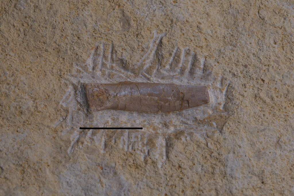 Eosauropterygia indet. cf. Nothosaurus, caudal rib. Scale bar: 10mm. Lower Muschelkalk (Anisian), Upper Silesia, Poland. Photo B. Rodek