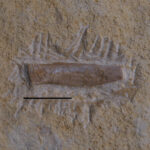 Eosauropterygia indet. cf. Nothosaurus, caudal rib. Middle Triassic (Anisian), Lower Muschelkalk, Gogolin Beds. Upper Silesia, Poland. Photo B. Rodek