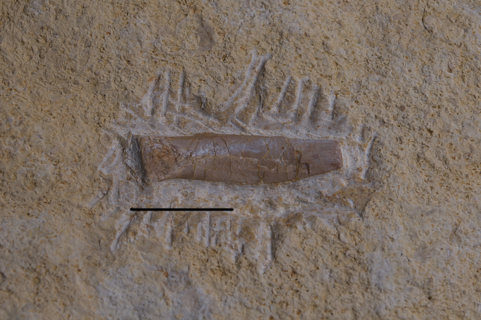Eosauropterygia indet. cf. Nothosaurus, caudal rib, 39/LMK