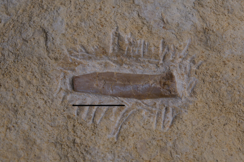 Eosauropterygia indet. cf. Nothosaurus, caudal rib. Scale bar: 10mm. Lower Muschelkalk (Anisian), Upper Silesia, Poland. Photo B. Rodek