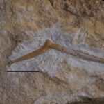 Reptilia indet. medial gastralium. Middle Triassic, Anisian, Upper Silesia, Poland. Photo B. Rodek