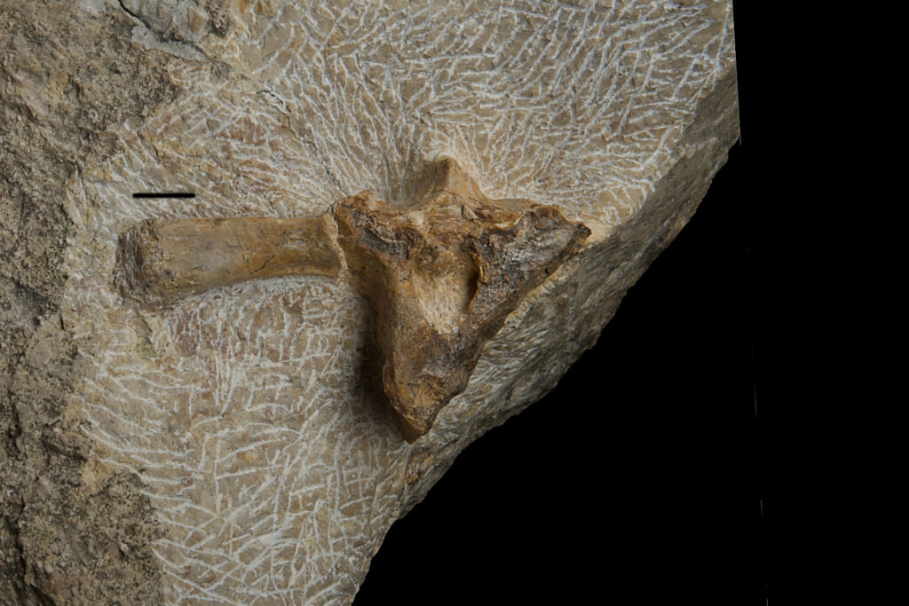 Saurosphargis sp., dorsal vertebra. Anterior view. Middle Triassic, Anisian. Upper Silesia, Poland. Photo: B. Rodek